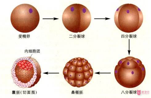 美国试管婴儿